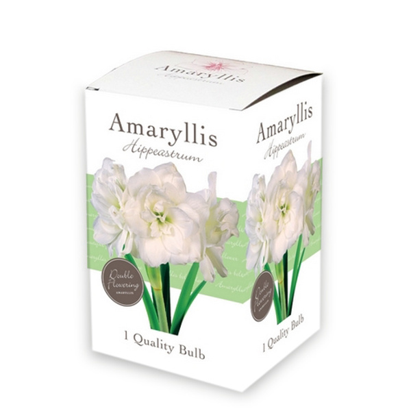 X 1 AMARYLLIS PLNOKVETÝ WHITE 1 ks 